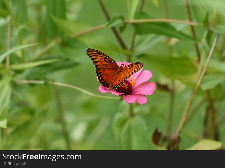 Butterfly Gathering Nectar