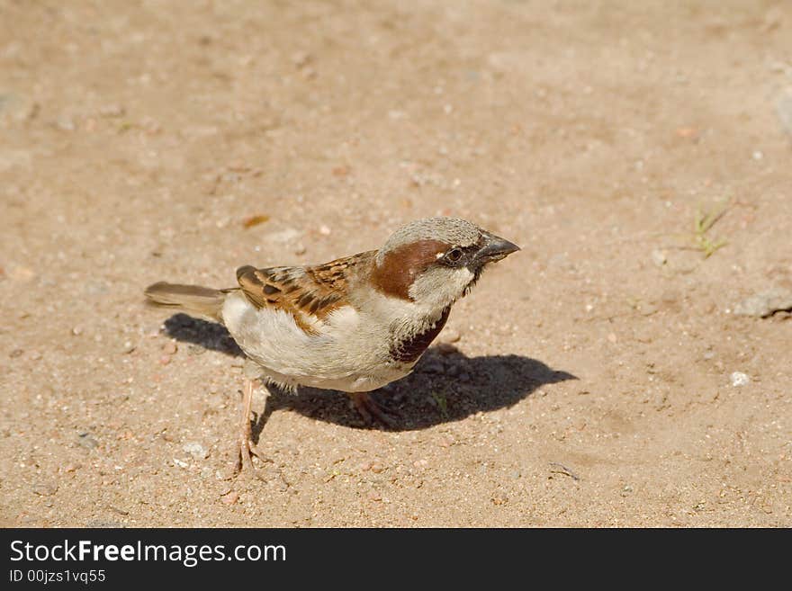 Sparrow cadging on a city street