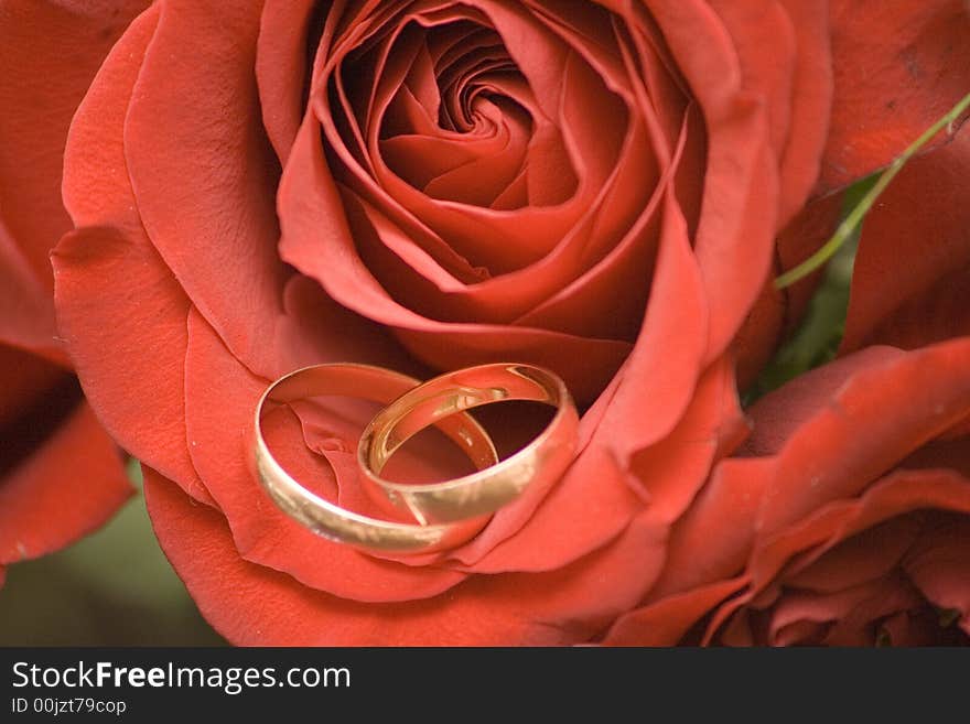 Beautiful rose with two wedding rings. Beautiful rose with two wedding rings.