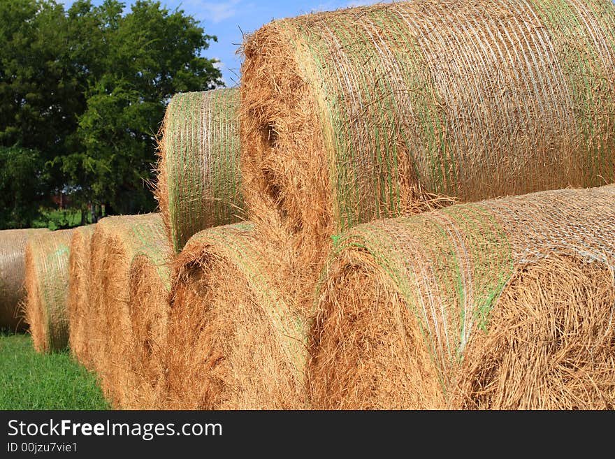 Hay Ready for the Market