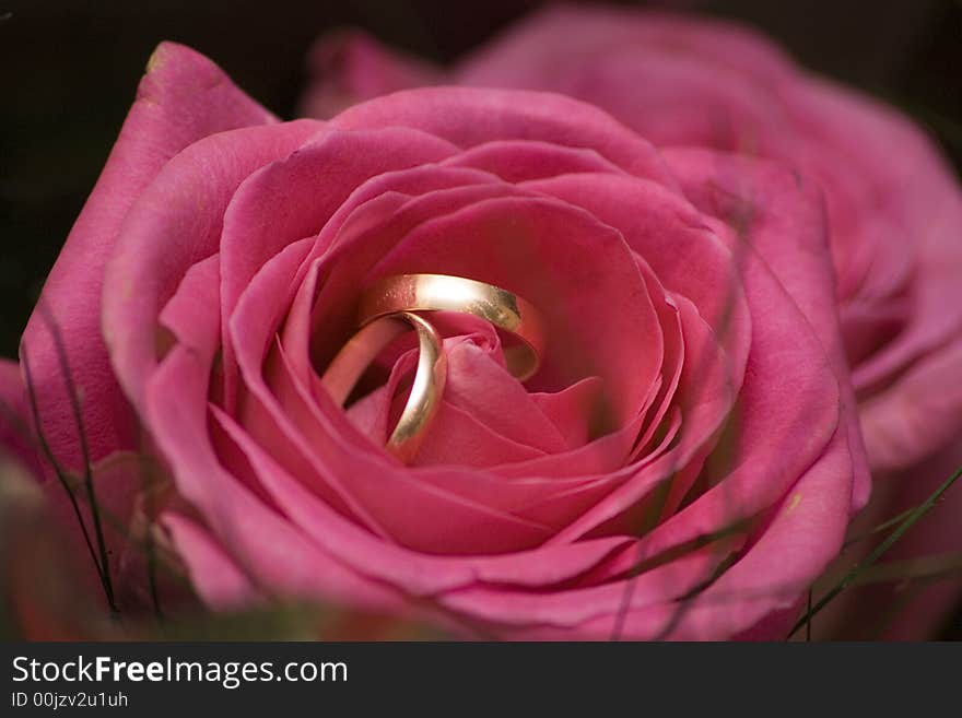 Gold wedding rings in the rose.