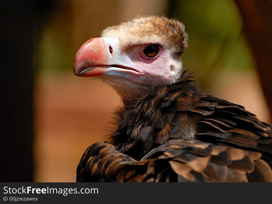 Vulture muzzle