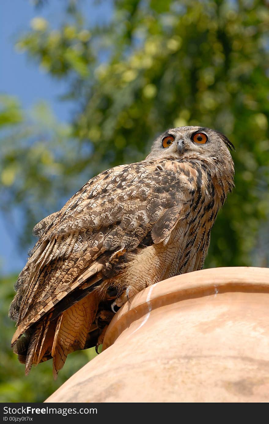 Big owl is sitting on the jug in the jungle park. Big owl is sitting on the jug in the jungle park