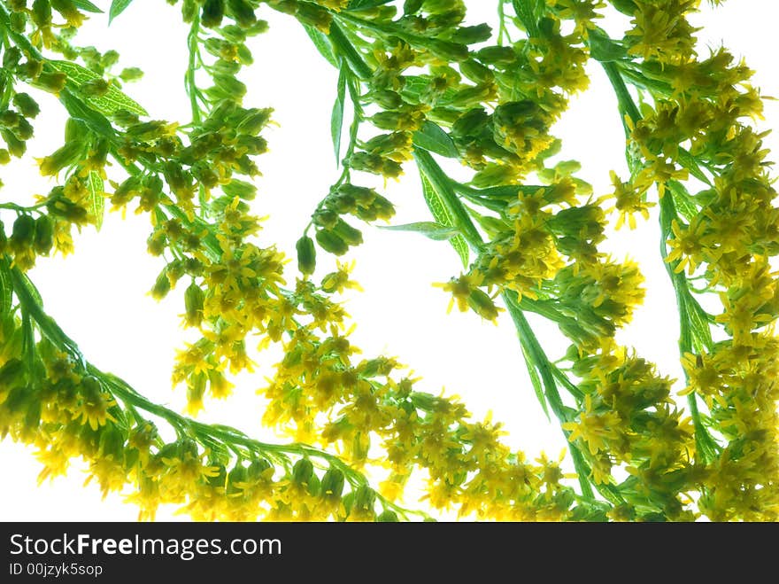 Wild flower on white background