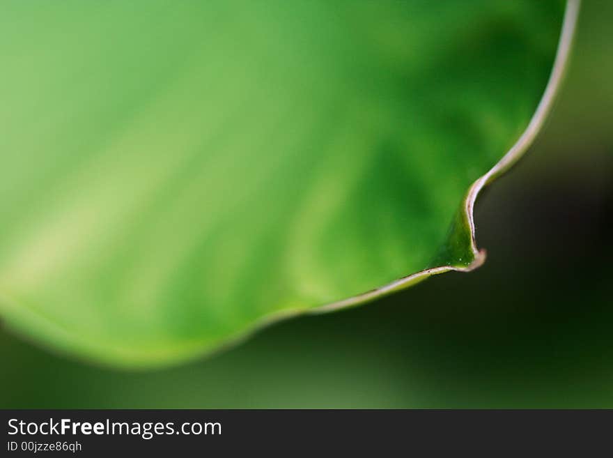 Closeup of big green leaf with very small depth of field. Closeup of big green leaf with very small depth of field