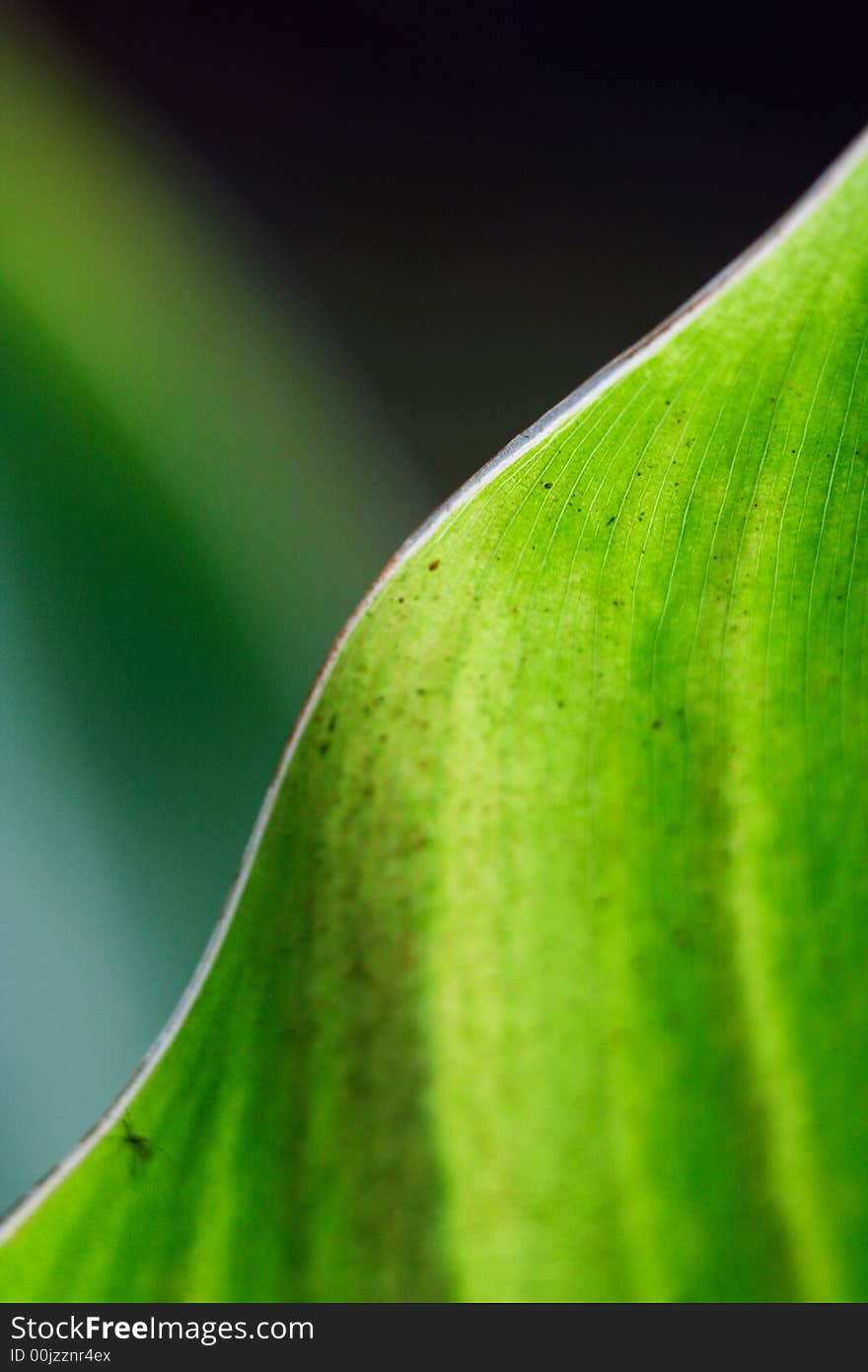 Closeup of big green diagonal leaf. Closeup of big green diagonal leaf