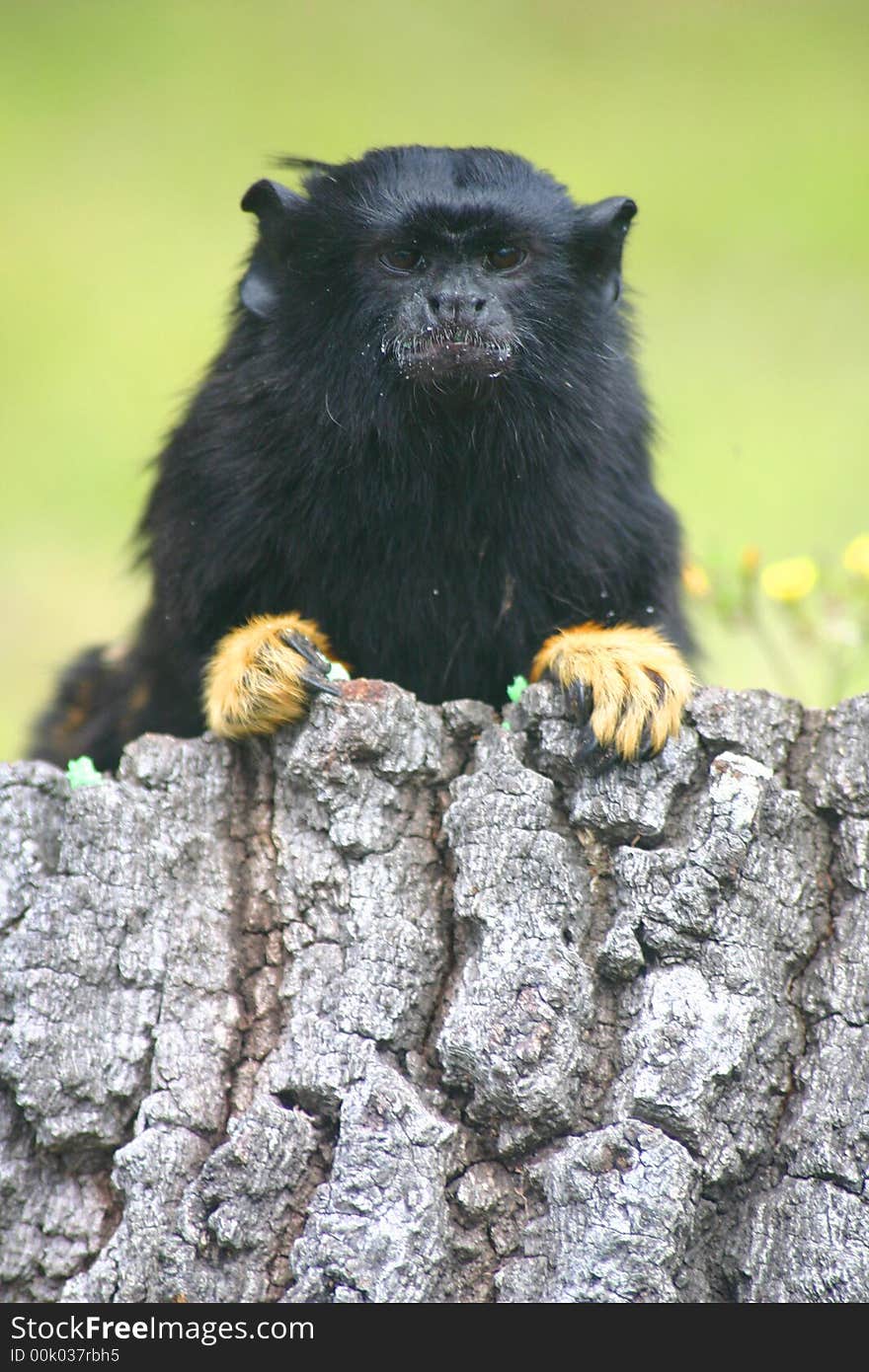 Red handed tamarin