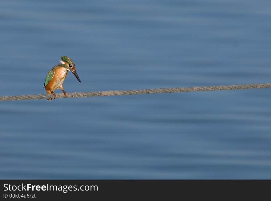 Kingfisher