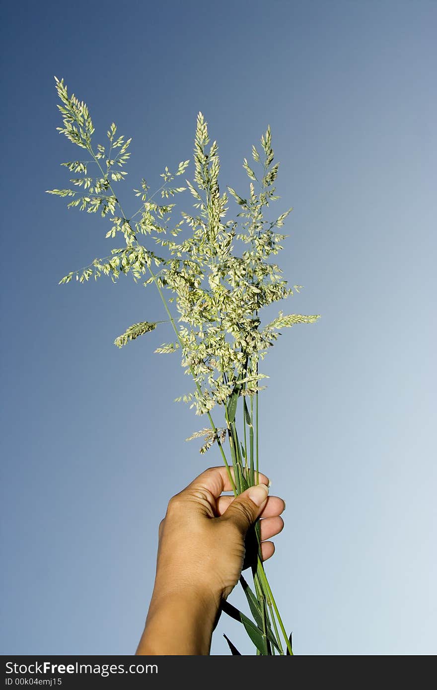 Wild flowers in the hand having a blue sky as a background. Wild flowers in the hand having a blue sky as a background