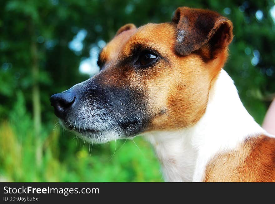 Jack Russel