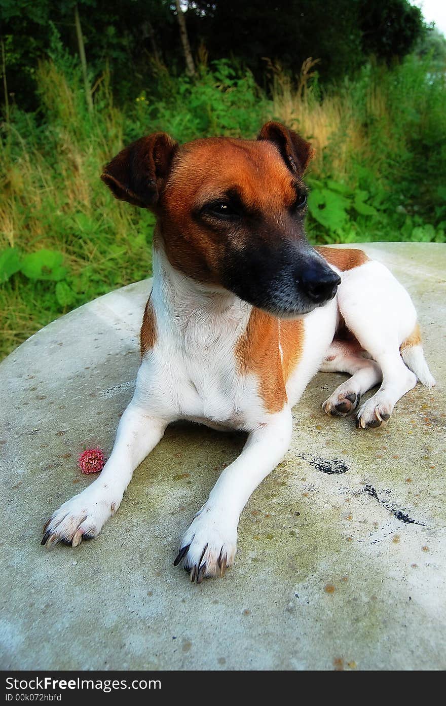 Jack russel