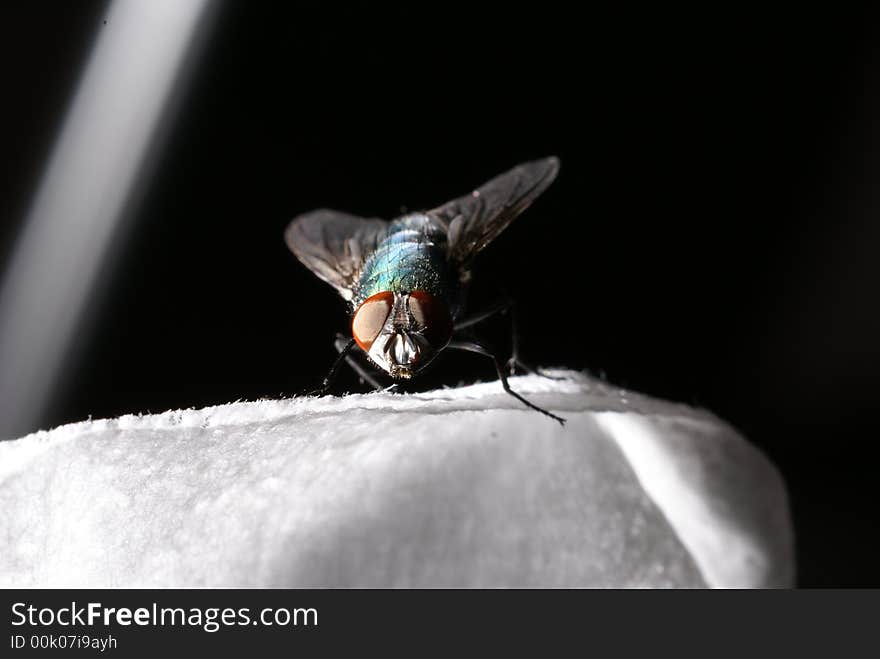 Fly on a box of tissues