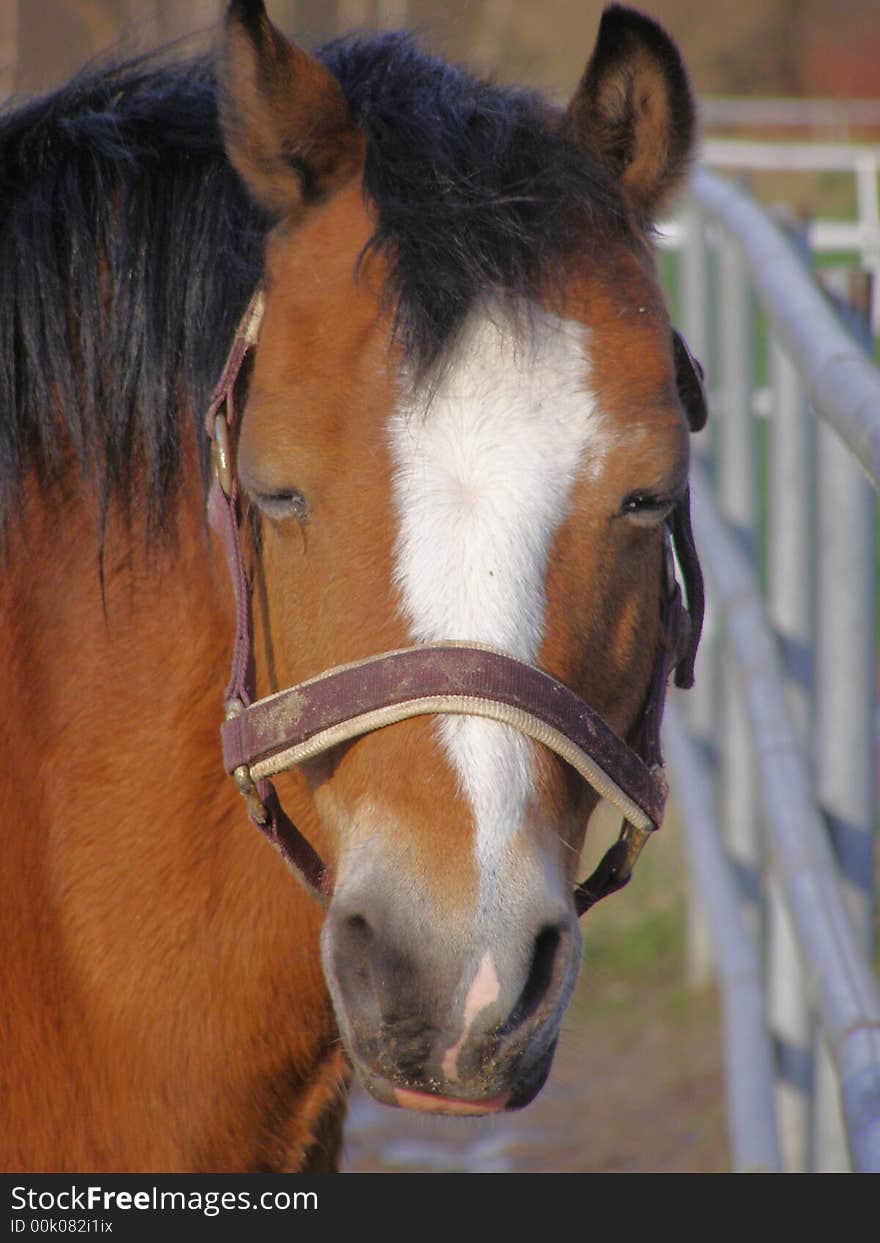 Portait photo of a horse