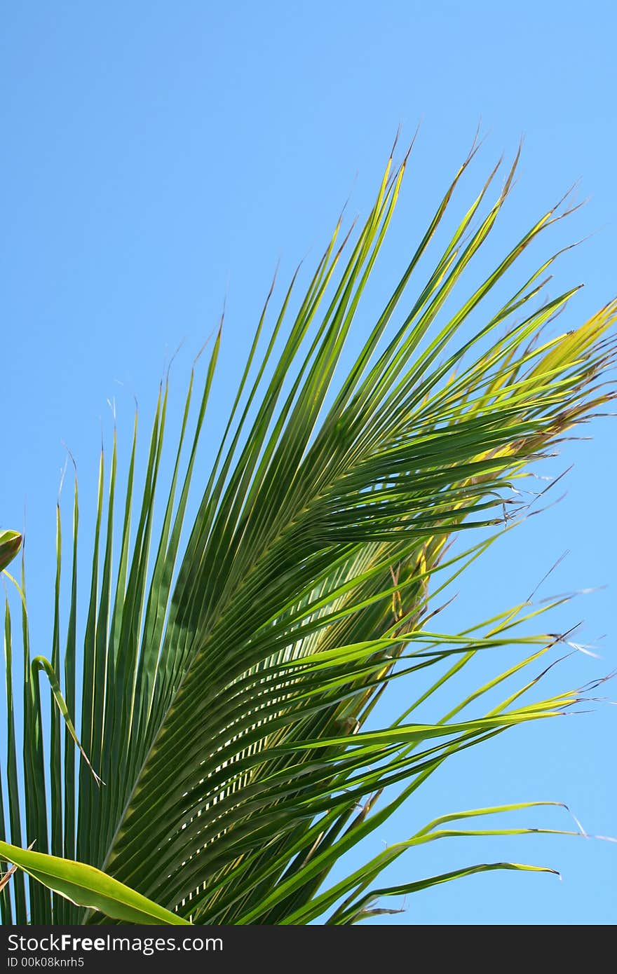 A Palm Frond against a blue sky