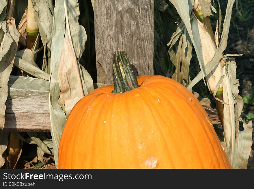 A Close up pumpkin on the ground. A Close up pumpkin on the ground