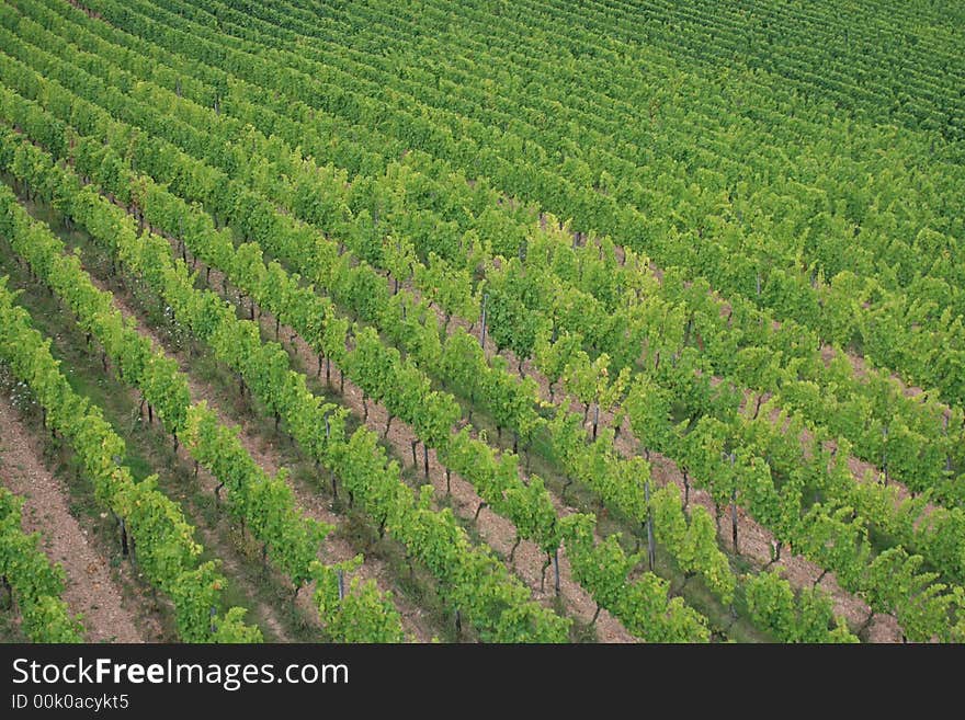 The view of a vineyard in Germany. The view of a vineyard in Germany.