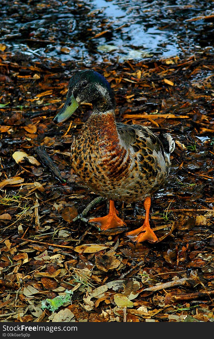 A Very Camouflaged Mallard Duck. A Very Camouflaged Mallard Duck.