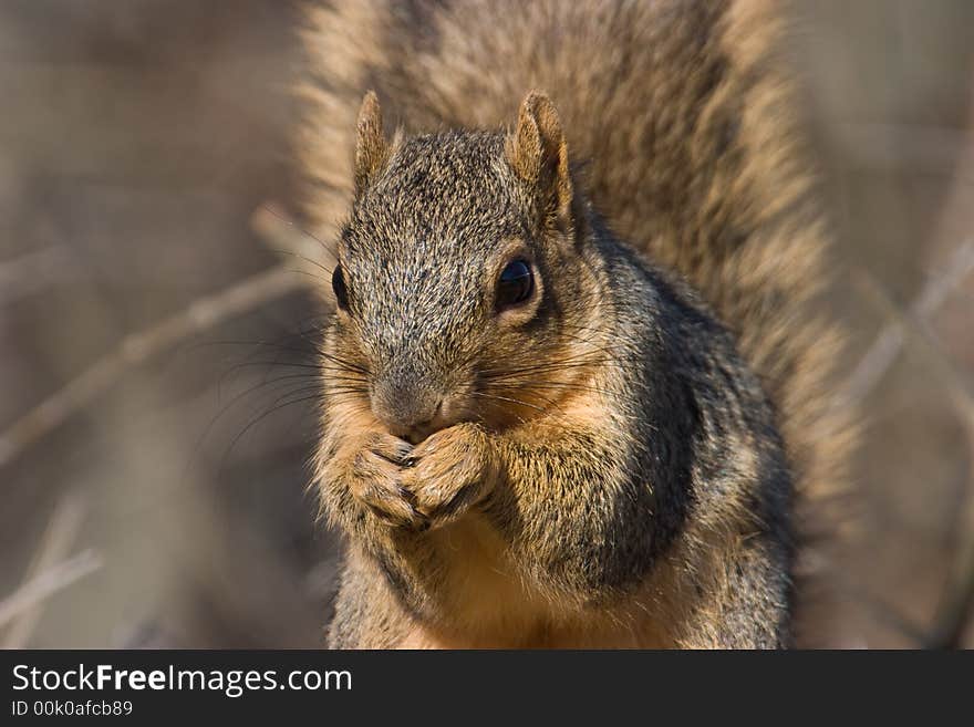 Fox Squirrel