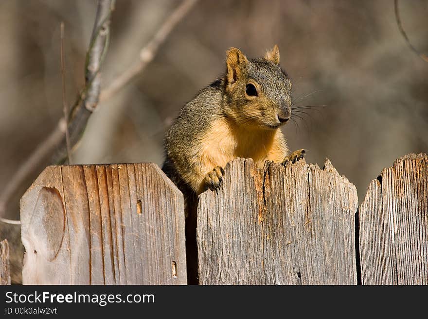 Fox Squirrel