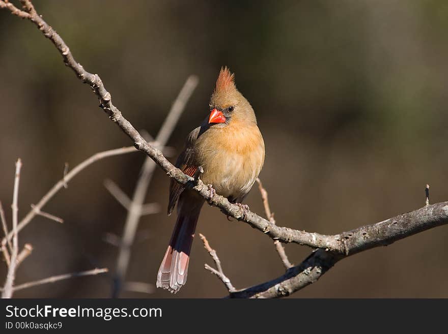 Photo of a female Northern Cardinal perched on a branch.