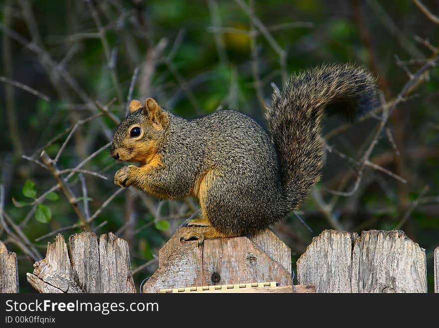 Fox Squirrel