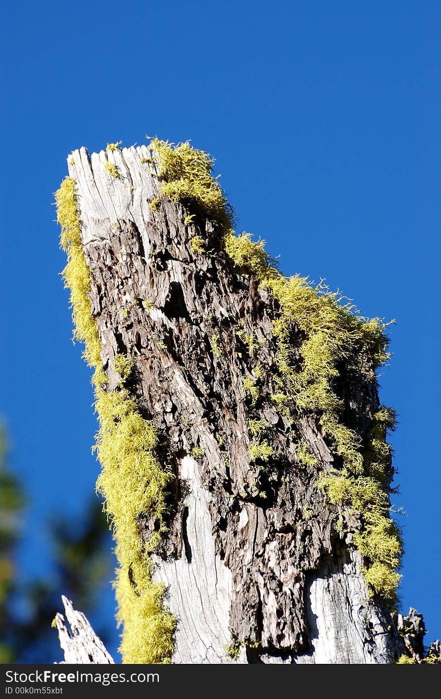 Tree with new life at crater lake