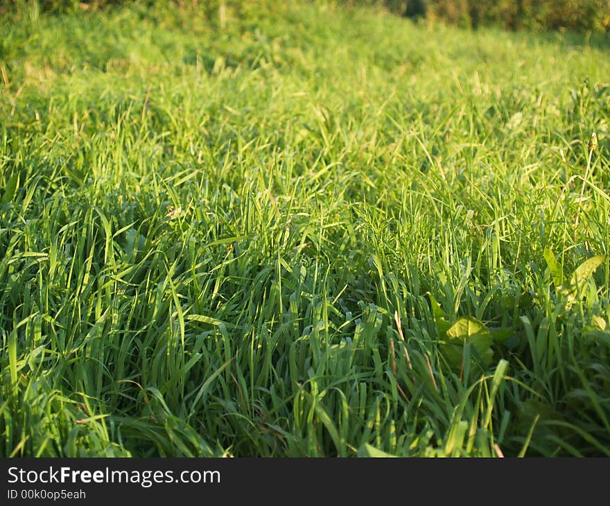 The fresh grass in the shinebeams of the sun. The fresh grass in the shinebeams of the sun.