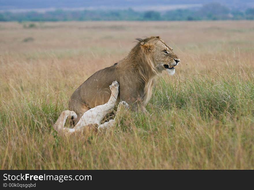 Lion couple on honeymoon