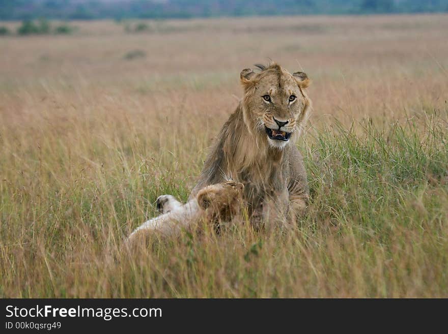 African lion and lioness after mating, Masai Mara, Kenya. African lion and lioness after mating, Masai Mara, Kenya