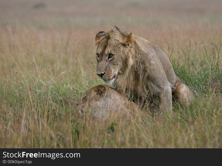 Lion couple mating