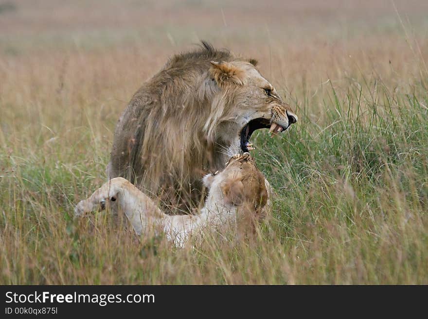 Lion couple on honeymoon