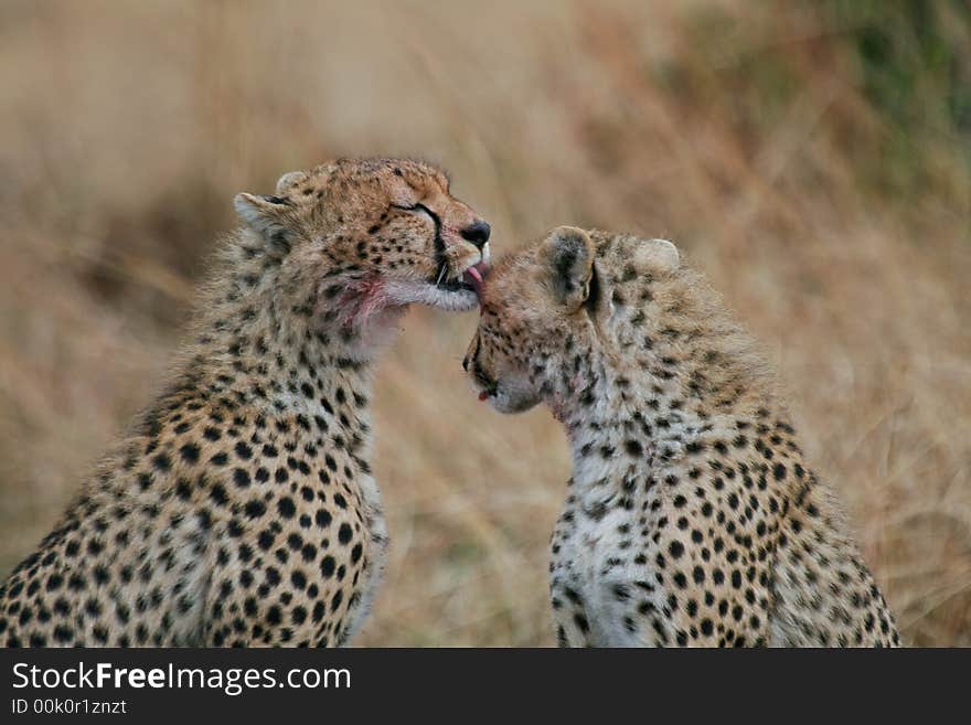 Two cheetah cubs licking each others bloody faces after feeding on kill. Two cheetah cubs licking each others bloody faces after feeding on kill