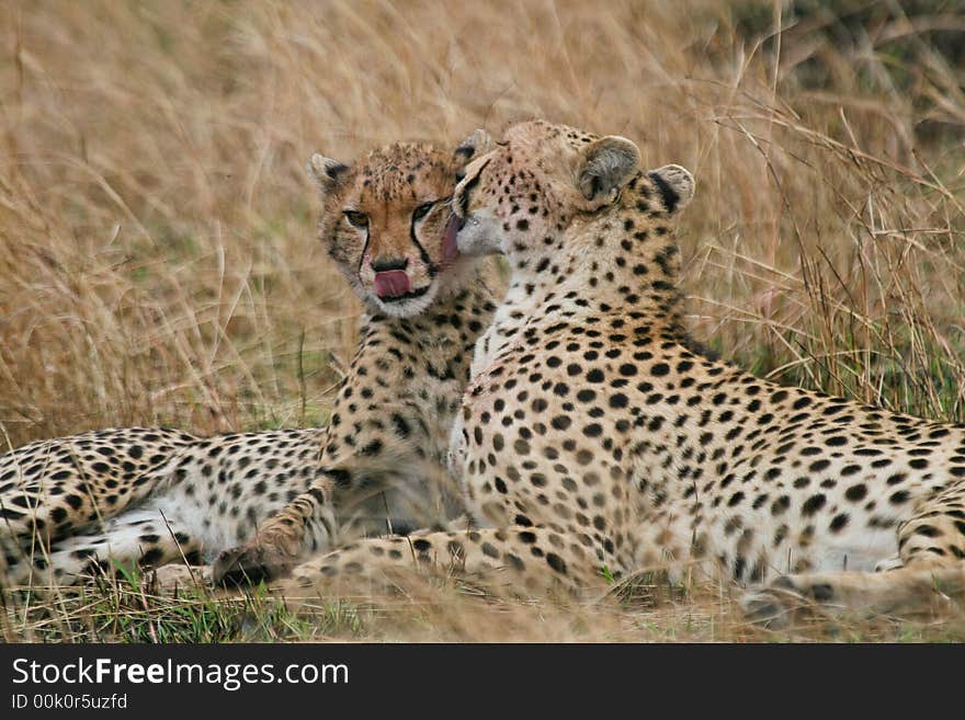 Cheetah mother and cub