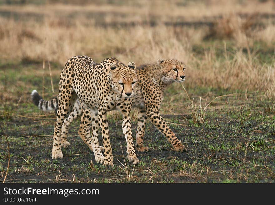 Cheetahs