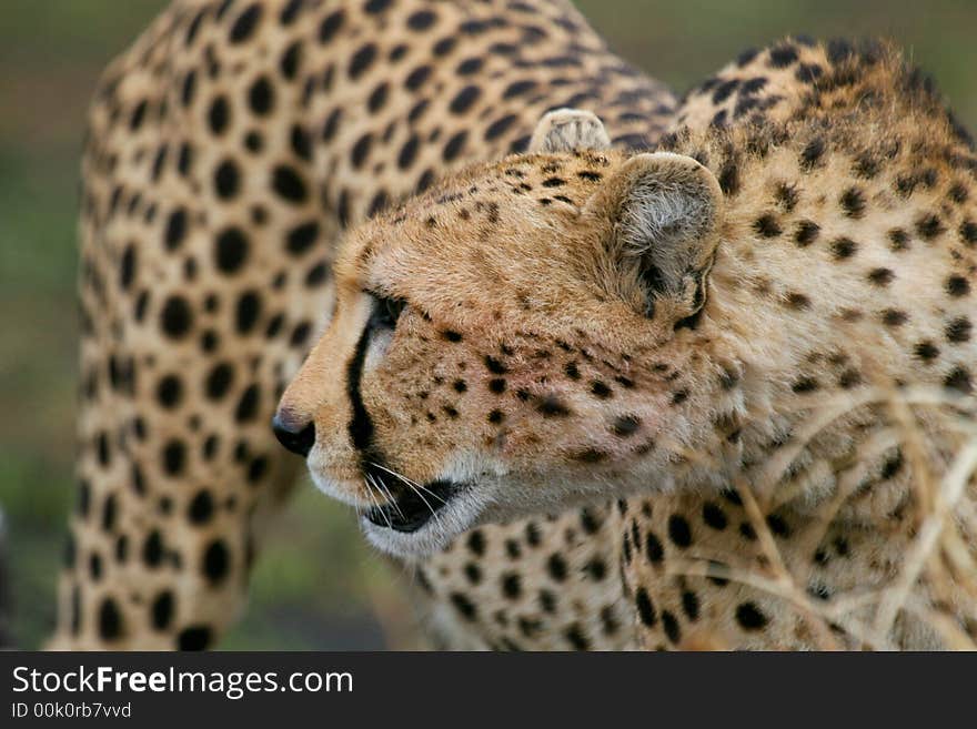 Cheetah Portrait