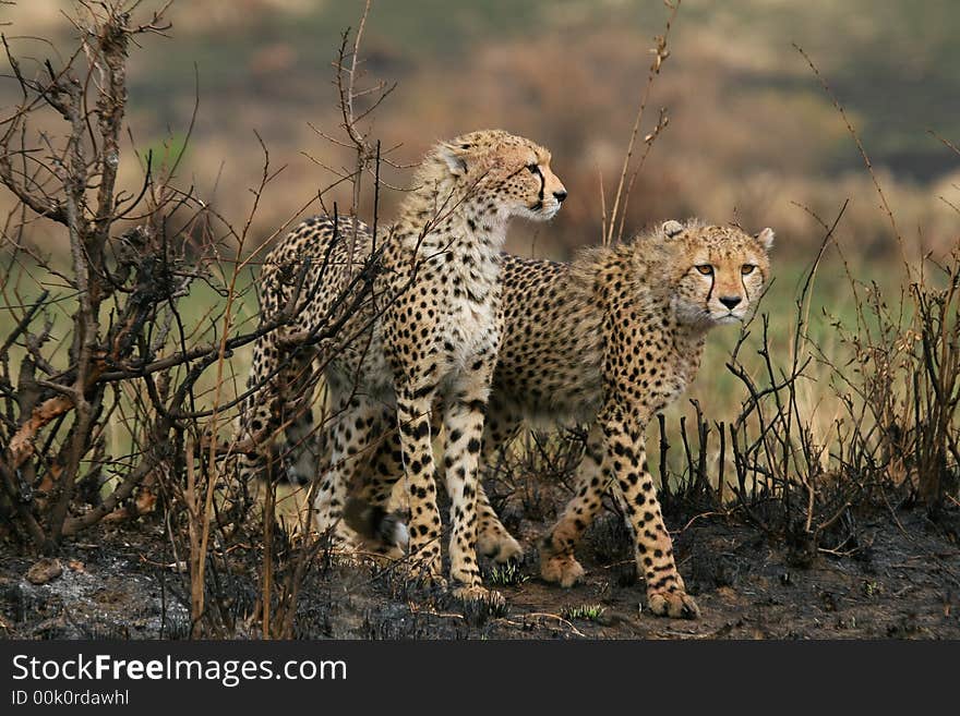 Cheetah cubs