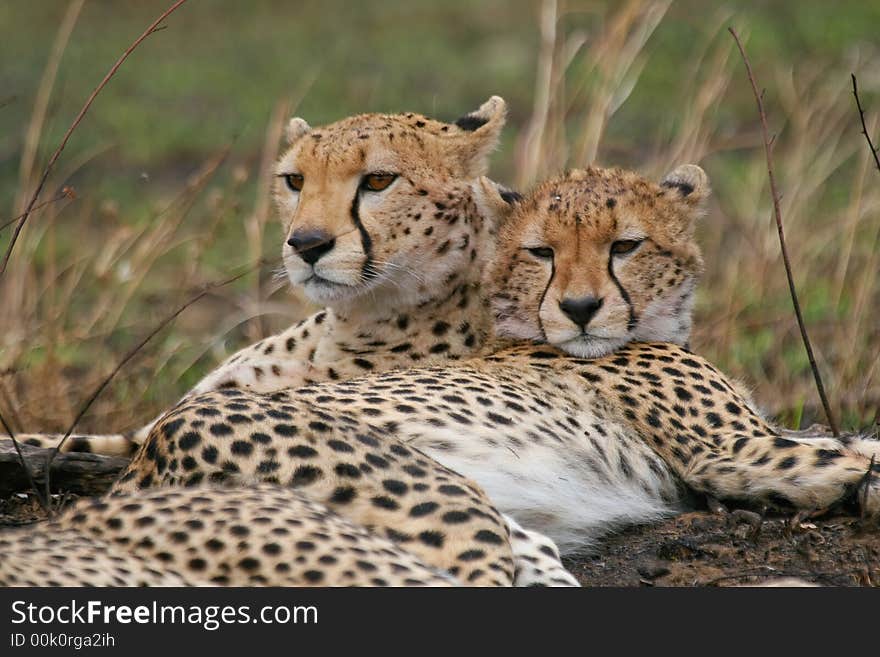 Cheetah mother and cub