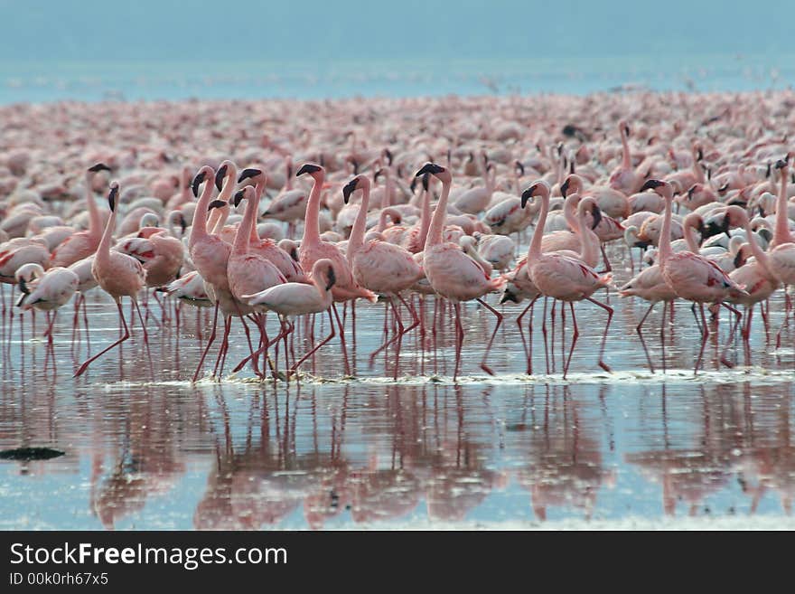 Lesser Flamingos at Lake Nakuru National Park, Kenya