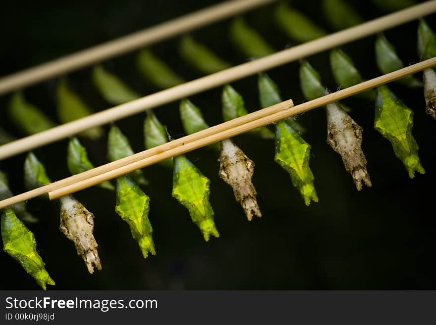 Butterfly chrysalids in a row.