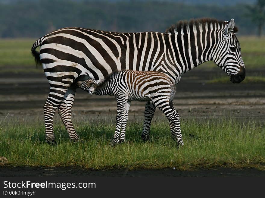 Zebra Foal Nursing