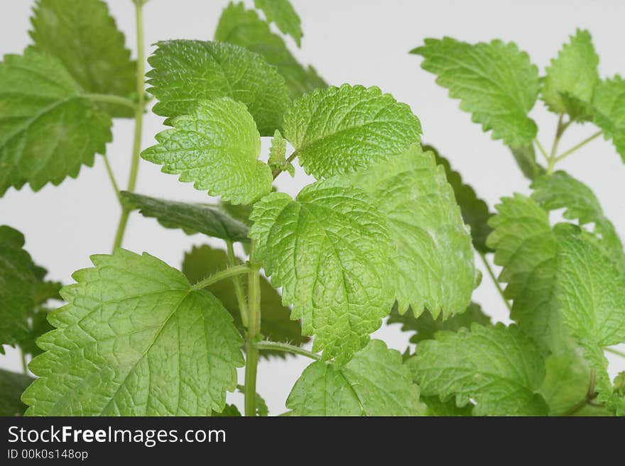 Fresh Lemon Balm