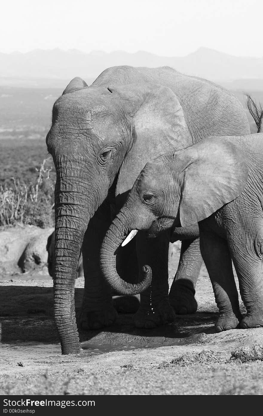 Elephant mom and daughter drinking together