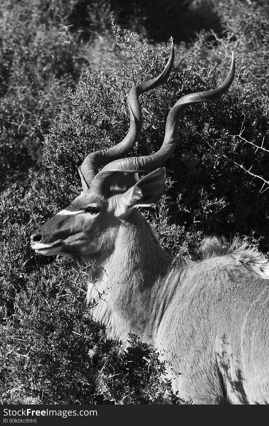 Kudu male profile next to a bush. Kudu male profile next to a bush