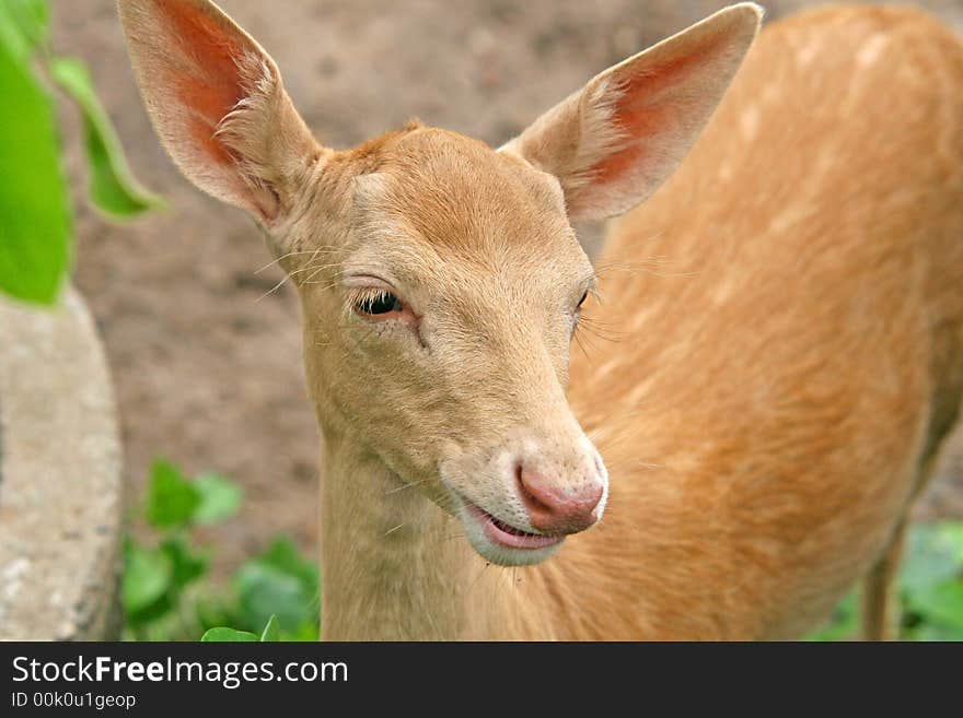 Close up of the head of a young billy goat