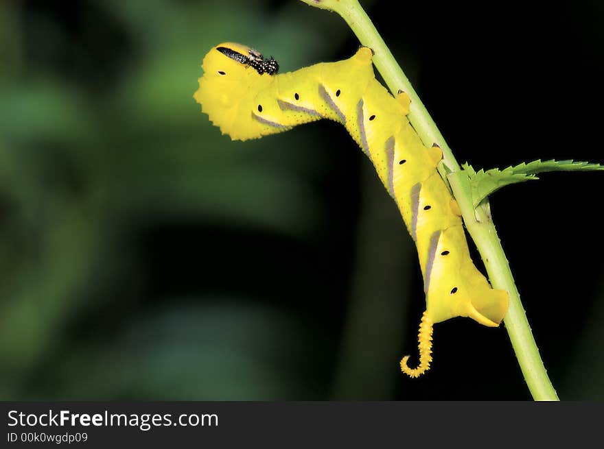 Yellow caterpiller in the weeds, tropical forest, Singapore. Yellow caterpiller in the weeds, tropical forest, Singapore