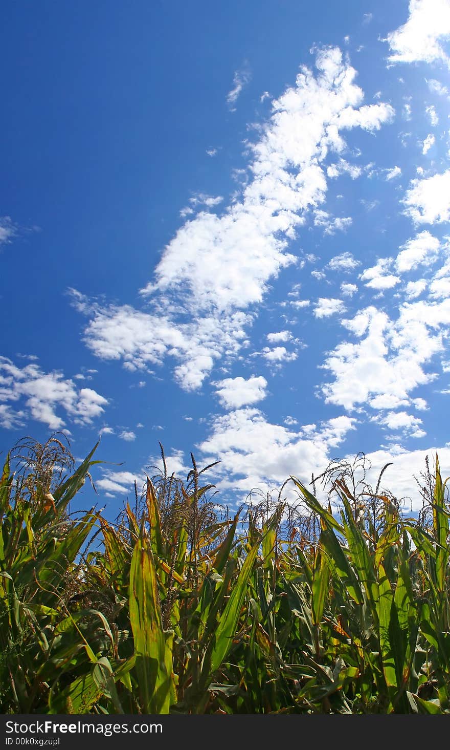 Ripe corn field under sky