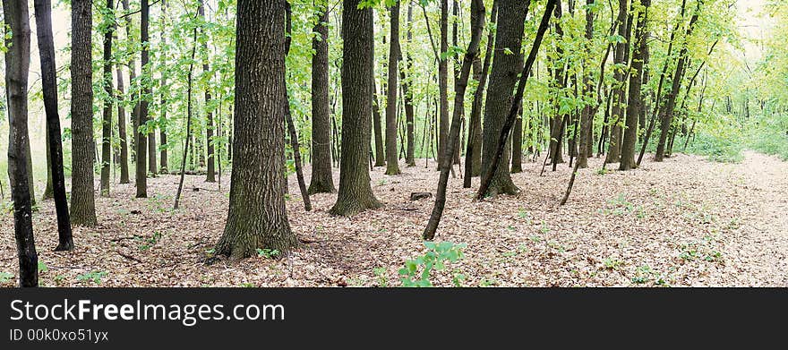 Maple wood with autumn leaves. Maple wood with autumn leaves