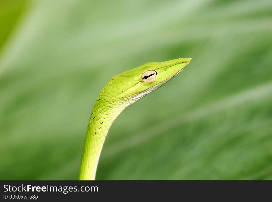 Oriental Green whip snake, paradise tree snake. Oriental Green whip snake, paradise tree snake