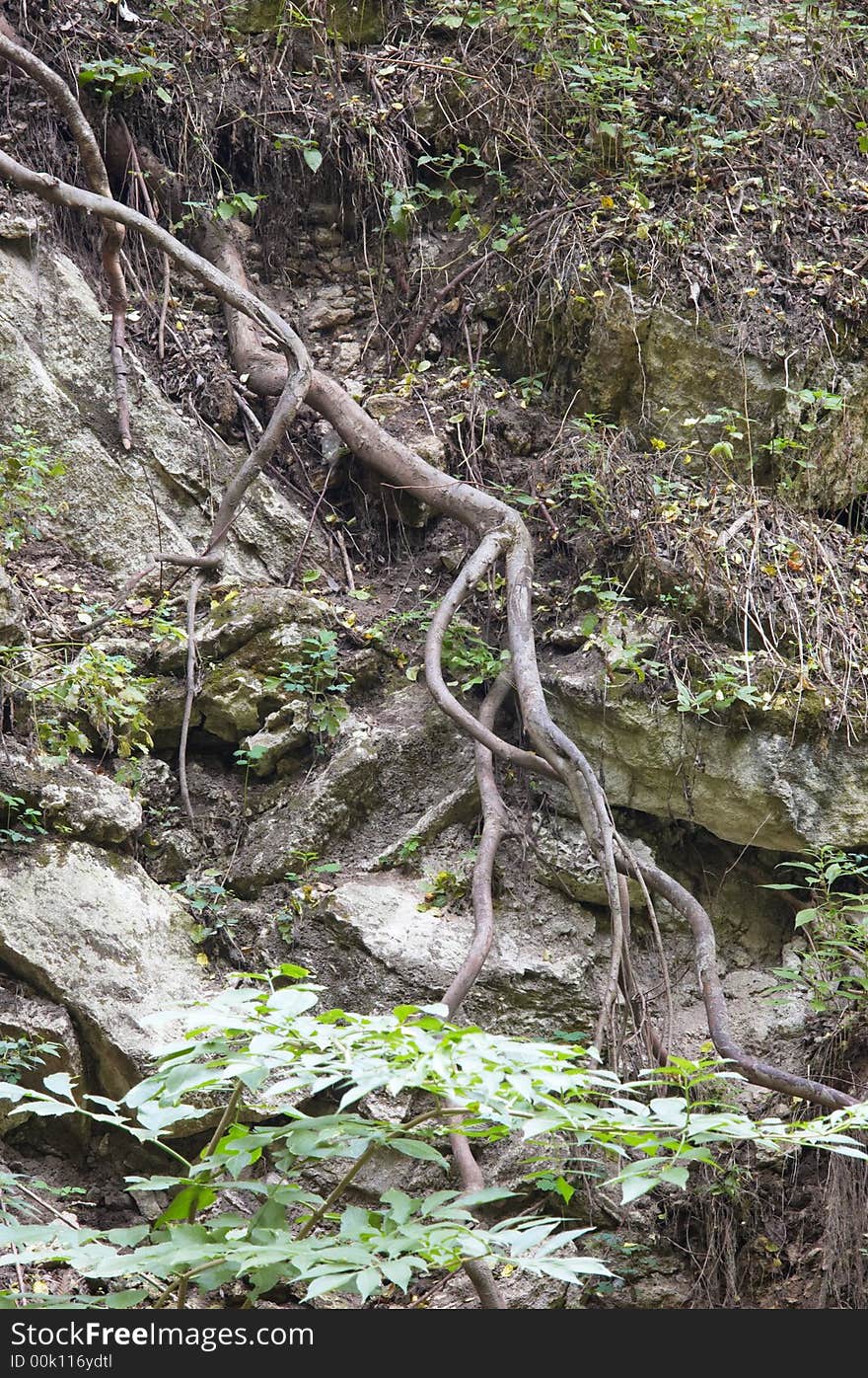 Stripped roots and stones