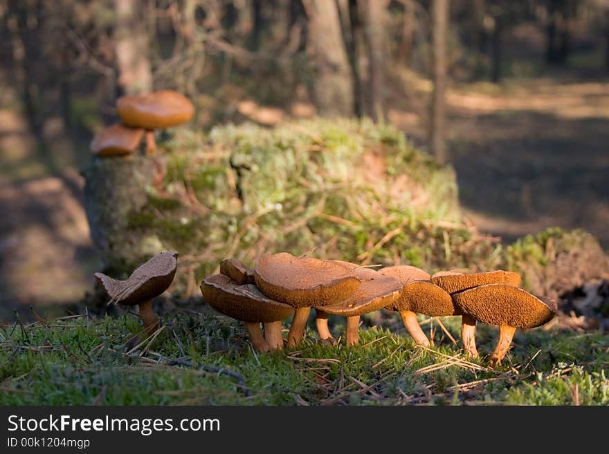 Mossiness mushroom in moss in autumn forest